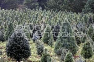 TEZIUTLÁN . ÁRBOLES DE NAVIDAD