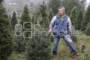 TEZIUTLÁN . ÁRBOLES DE NAVIDAD