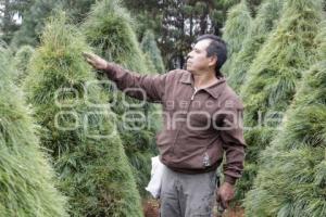 TEZIUTLÁN . ÁRBOLES DE NAVIDAD