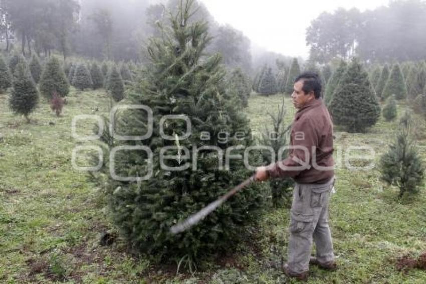 TEZIUTLÁN . ÁRBOLES DE NAVIDAD