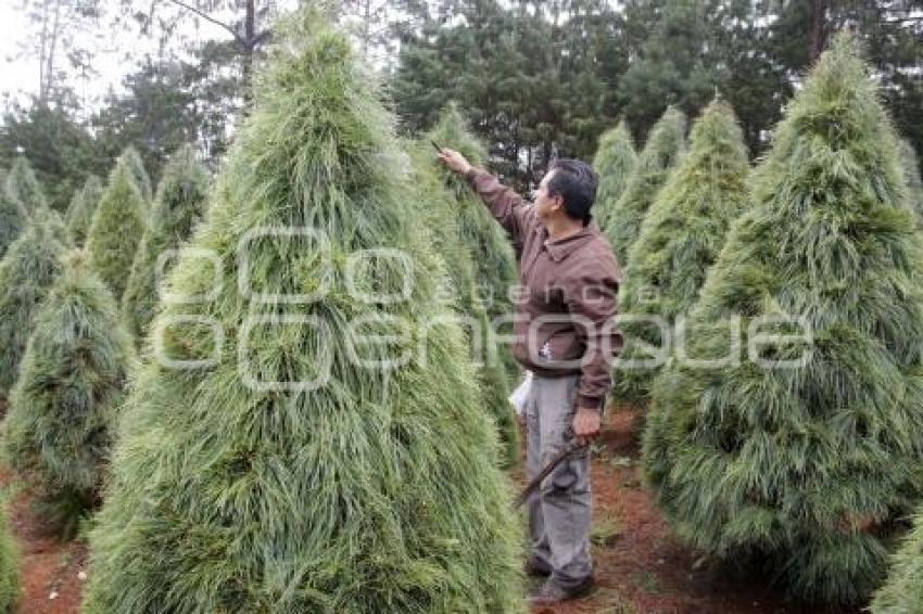 TEZIUTLÁN . ÁRBOLES DE NAVIDAD