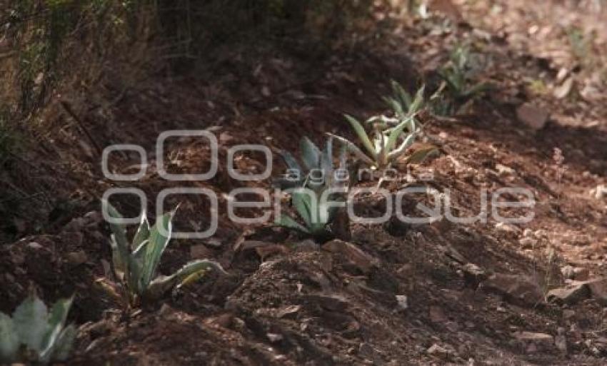 PRODUCCIÓN DE MEZCAL . CALTEPEC