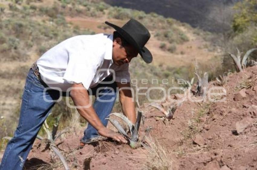 PRODUCCIÓN DE MEZCAL . CALTEPEC