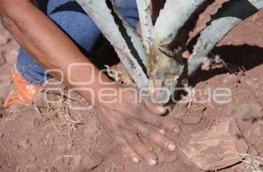 PRODUCCIÓN DE MEZCAL . CALTEPEC