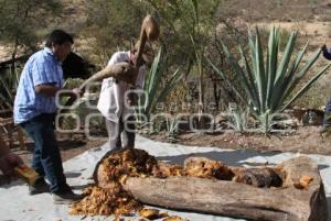 PRODUCCIÓN DE MEZCAL . CALTEPEC