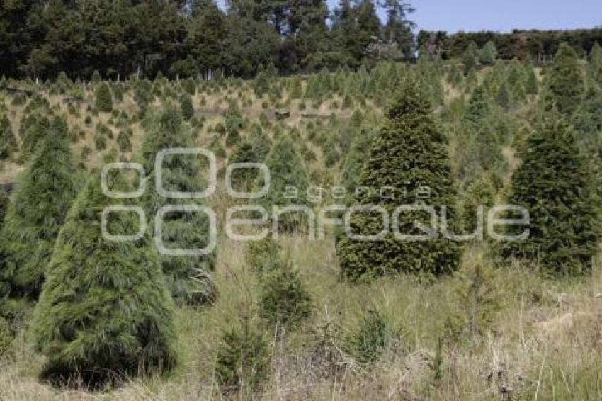 CHIGNAHUAPAN. ÁRBOLES DE NAVIDAD