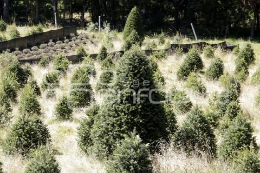 CHIGNAHUAPAN. ÁRBOLES DE NAVIDAD