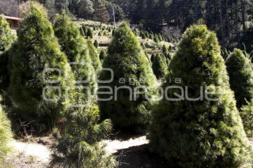 CHIGNAHUAPAN. ÁRBOLES DE NAVIDAD