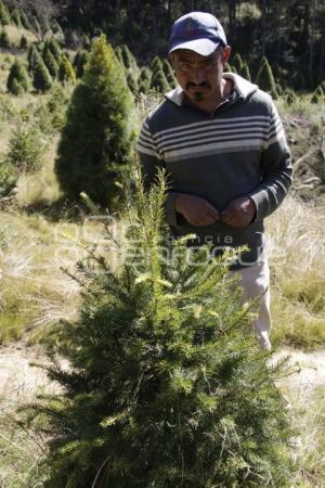 CHIGNAHUAPAN. ÁRBOLES DE NAVIDAD