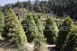 CHIGNAHUAPAN. ÁRBOLES DE NAVIDAD