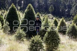 CHIGNAHUAPAN. ÁRBOLES DE NAVIDAD