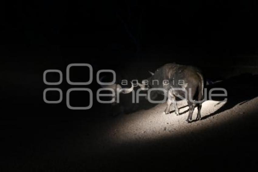 SAFARI NOCTURNO