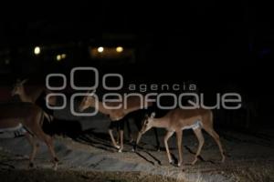 SAFARI NOCTURNO