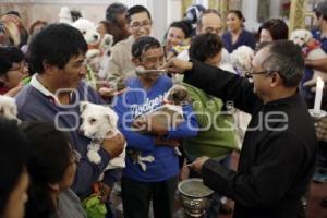 BENDICIÓN DE ANIMALES . SAN ANTONIO ABAD