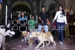 BENDICIÓN DE ANIMALES . SAN ANTONIO ABAD