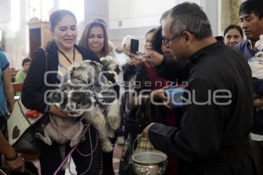 BENDICIÓN DE ANIMALES . SAN ANTONIO ABAD