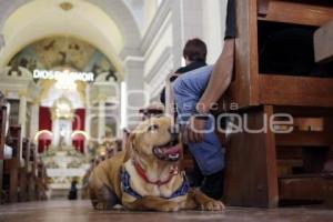 BENDICIÓN DE ANIMALES . SAN ANTONIO ABAD