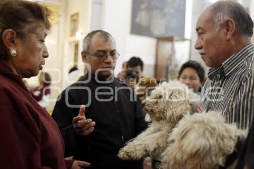 BENDICIÓN DE ANIMALES . SAN ANTONIO ABAD