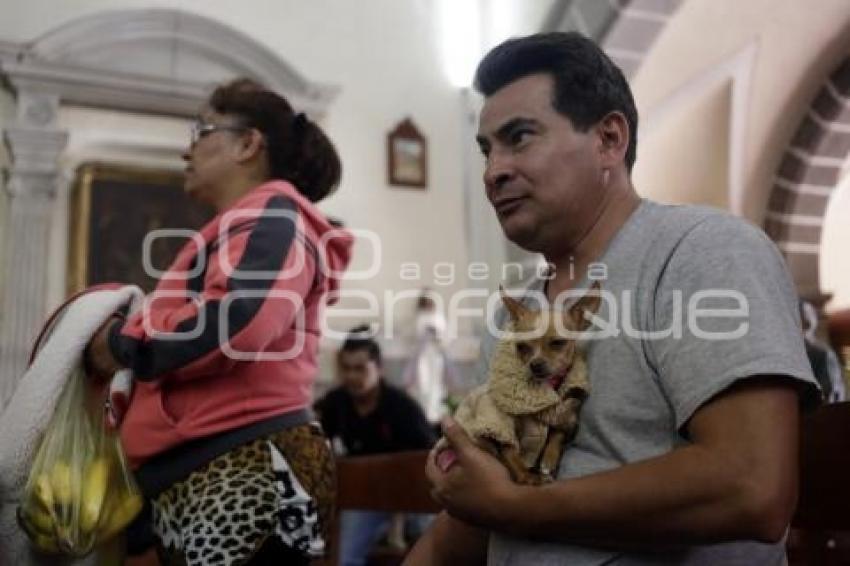 BENDICIÓN DE ANIMALES . SAN ANTONIO ABAD