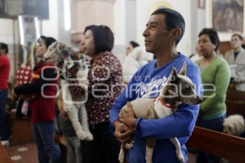 BENDICIÓN DE ANIMALES . SAN ANTONIO ABAD