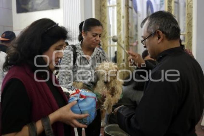 BENDICIÓN DE ANIMALES . SAN ANTONIO ABAD