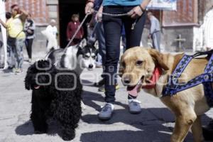 BENDICIÓN DE ANIMALES . SAN ANTONIO ABAD