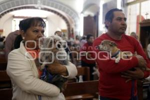 BENDICIÓN DE ANIMALES . SAN ANTONIO ABAD