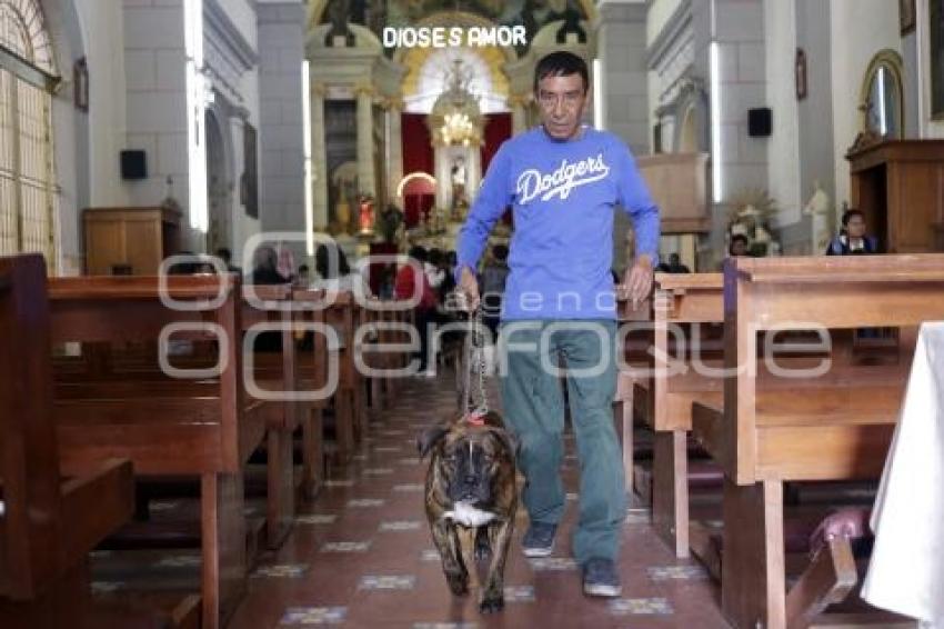 BENDICIÓN DE ANIMALES . SAN ANTONIO ABAD