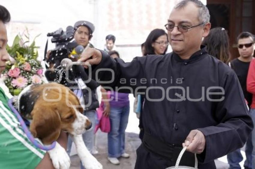 BENDICIÓN DE ANIMALES . SAN ANTONIO ABAD