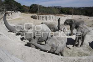 VERDE NAVIDAD . AFRICAM SAFARI