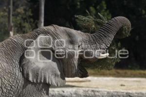 VERDE NAVIDAD . AFRICAM SAFARI