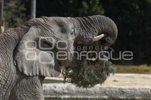 VERDE NAVIDAD . AFRICAM SAFARI