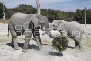 VERDE NAVIDAD . AFRICAM SAFARI