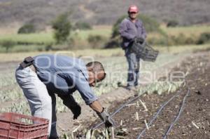 VIVERO . CHIETLA