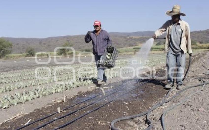 VIVERO . CHIETLA