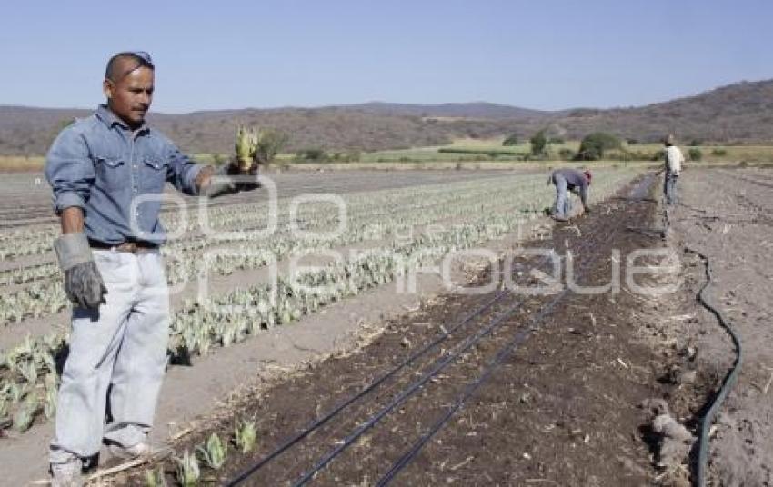 VIVERO . CHIETLA