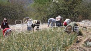 COSECHA DE AJO