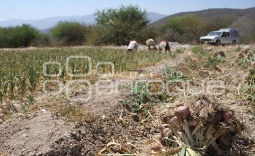 COSECHA DE AJO