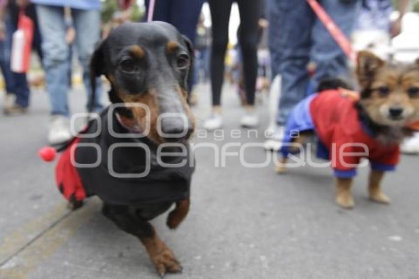 DESFILE PERRUNO
