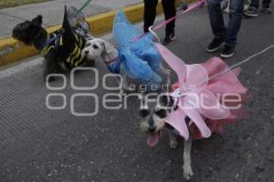 DESFILE PERRUNO