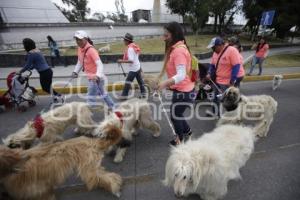 DESFILE PERRUNO