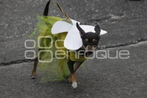 DESFILE PERRUNO