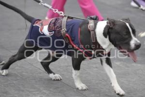 DESFILE PERRUNO