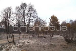 INCENDIO FORESTAL