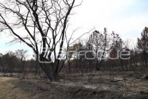 INCENDIO FORESTAL