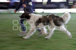 CAMPEONATO NACIONAL DE PERROS