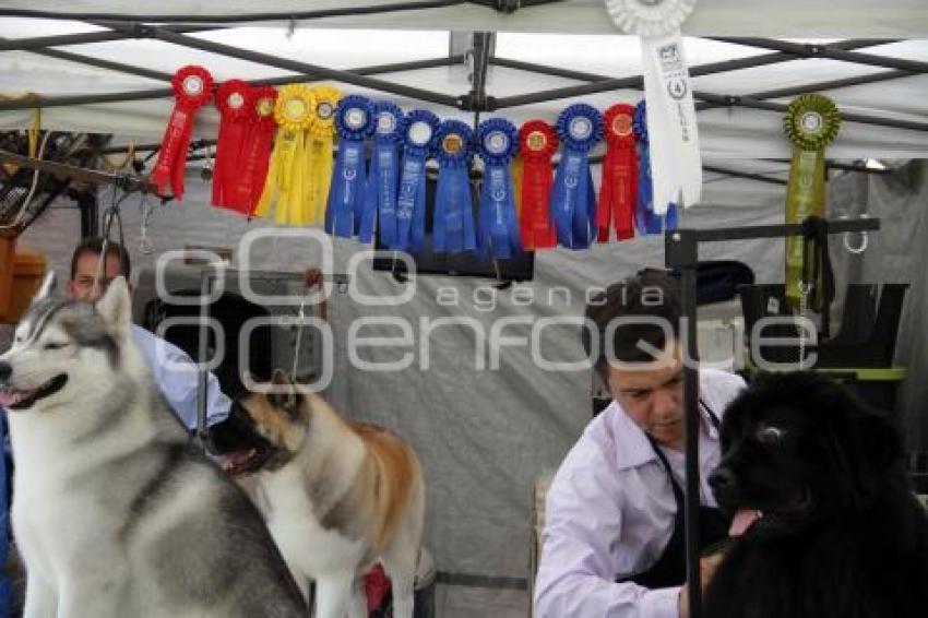 CAMPEONATO NACIONAL DE PERROS