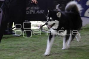 CAMPEONATO NACIONAL DE PERROS