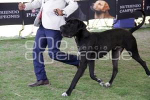 CAMPEONATO NACIONAL DE PERROS