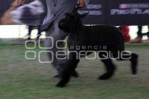 CAMPEONATO NACIONAL DE PERROS